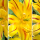 Image for article titled Nokia’s five-camera smartphone isn’t just a gimmick